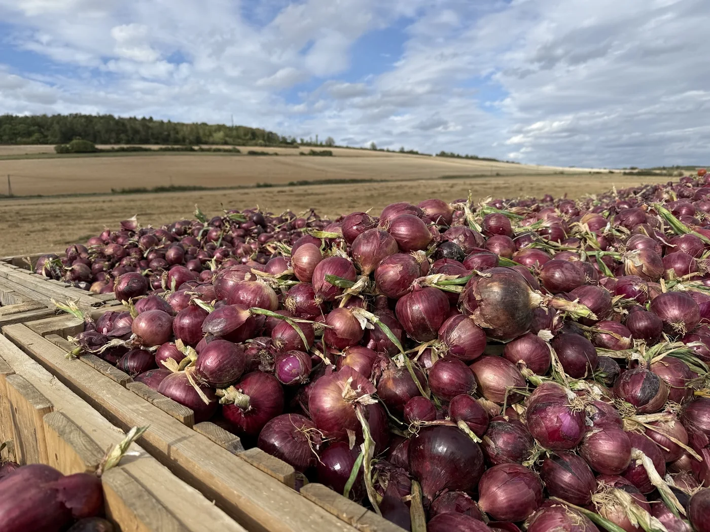 Récolte d’oignons rouges dans un champ