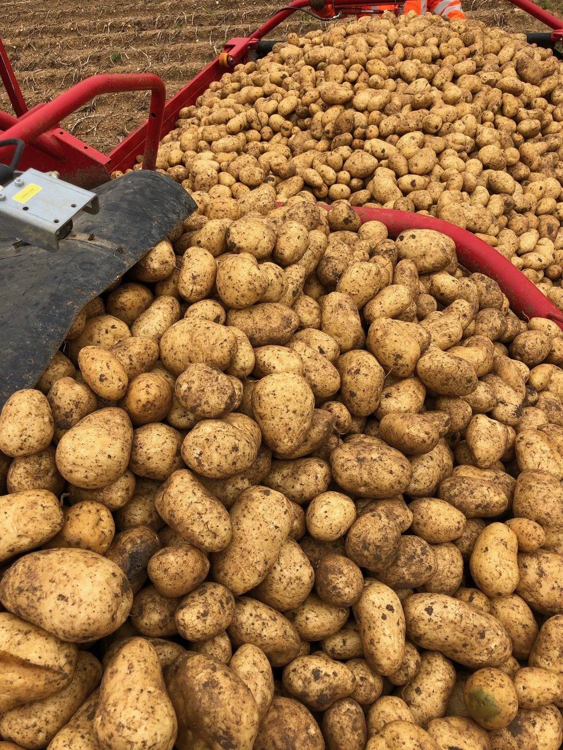 Récolte de pommes de terre de la ferme