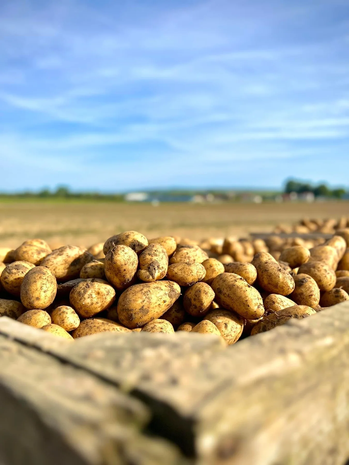 Pommes de terre de la récolte de la ferme